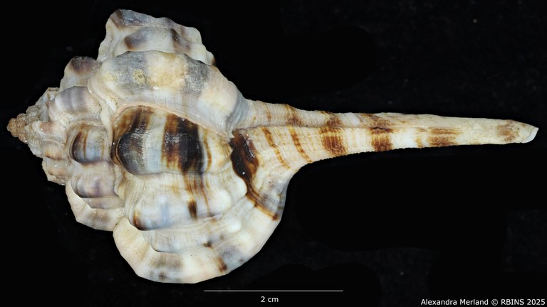 BE-RBINS-INV-MT-462-Haustellum-langleitae-ht-D.jpg BE-RBINS-INV-MT-462-Haustellum-langleitae-ht-D.jpg