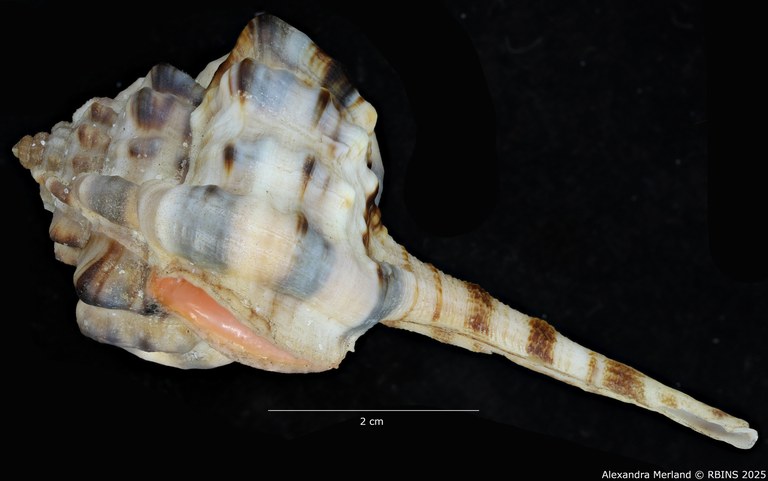 BE-RBINS-INV-MT-462-Haustellum-langleitae-ht-L.jpg BE-RBINS-INV-MT-462-Haustellum-langleitae-ht-L.jpg