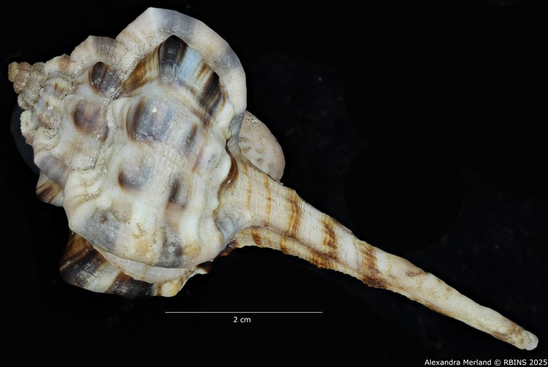 BE-RBINS-INV-MT-462-Haustellum-langleitae-ht-L2.jpg BE-RBINS-INV-MT-462-Haustellum-langleitae-ht-L2.jpg