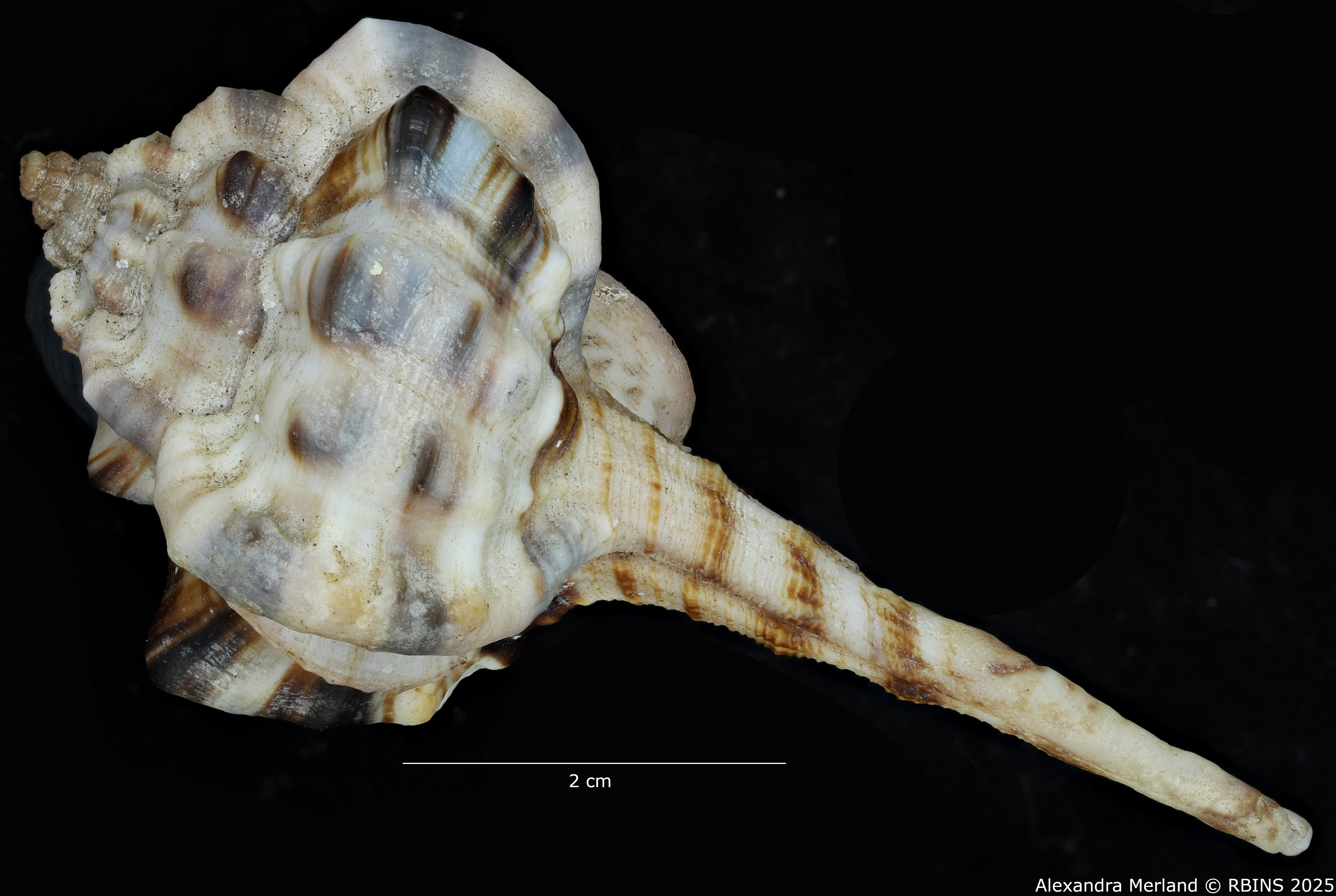 BE-RBINS-INV-MT-462-Haustellum-langleitae-ht-L2.jpg
