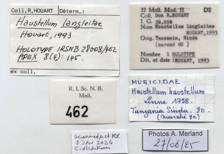 BE-RBINS-INV-MT-462-Haustellum-langleitae-ht-label.jpg BE-RBINS-INV-MT-462-Haustellum-langleitae-ht-label.jpg