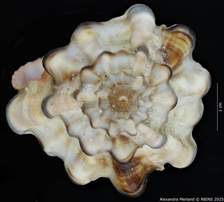 BE-RBINS-INV-MT-462-Haustellum-langleitae-ht-Top.jpg BE-RBINS-INV-MT-462-Haustellum-langleitae-ht-Top.jpg