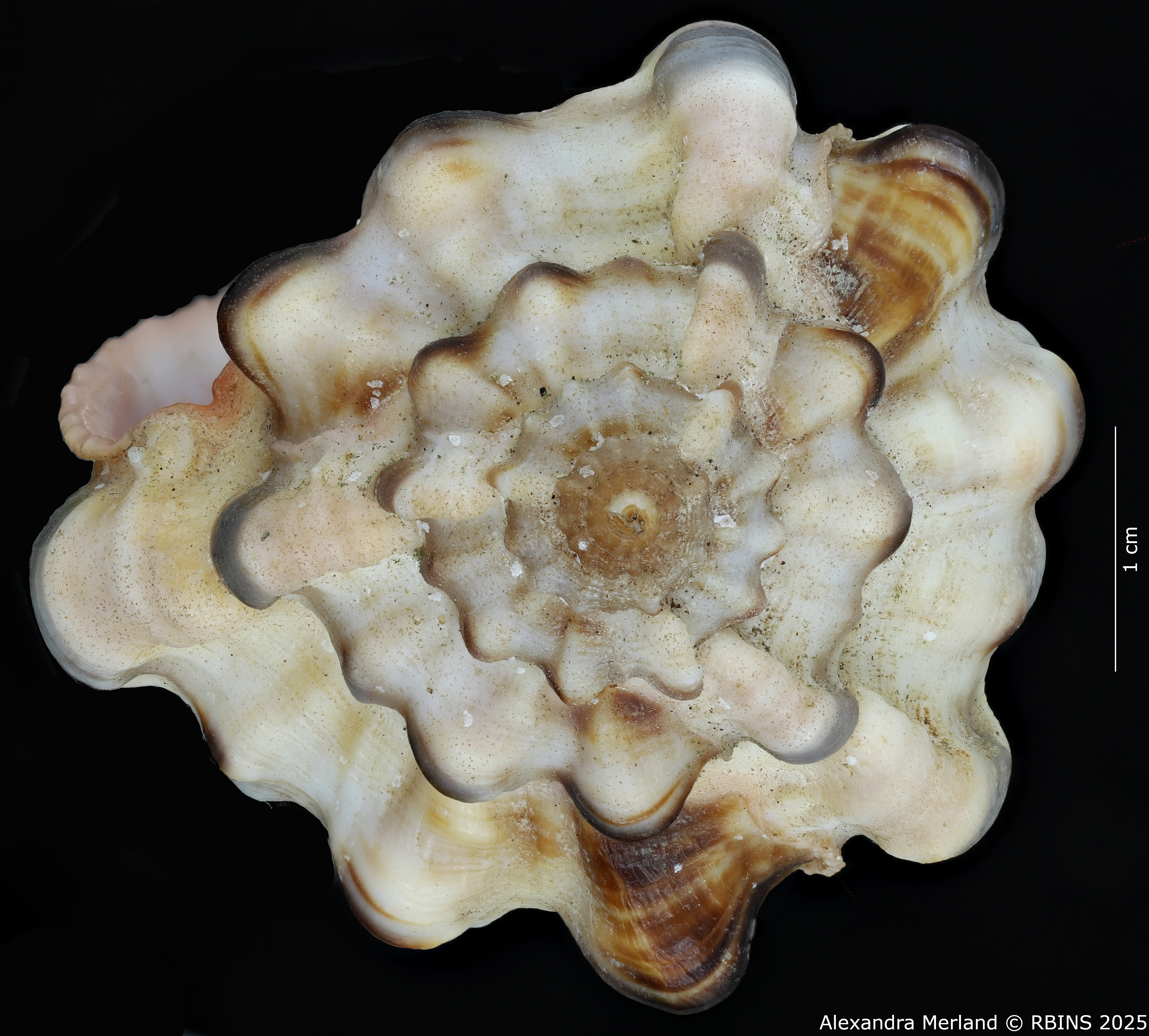 BE-RBINS-INV-MT-462-Haustellum-langleitae-ht-Top.jpg