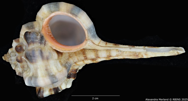 BE-RBINS-INV-MT-462-Haustellum-langleitae-ht-V.jpg BE-RBINS-INV-MT-462-Haustellum-langleitae-ht-V.jpg