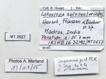 BE-RBINS-INV-MT-2627-Lataxiena-solenosteiroides-pt-label.jpg BE-RBINS-INV-MT-2627-Lataxiena-solenosteiroides-pt-label.jpg