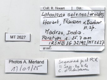 BE-RBINS-INV-MT-2627-Lataxiena-solenosteiroides-pt-label.jpg