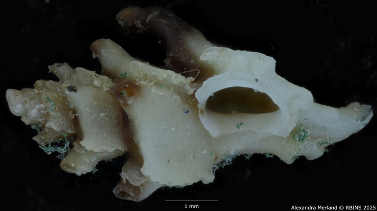 BE-RBINS-INV-MT-3369-Monstrotyphis-takashigei-pt-L.jpg BE-RBINS-INV-MT-3369-Monstrotyphis-takashigei-pt-L.jpg