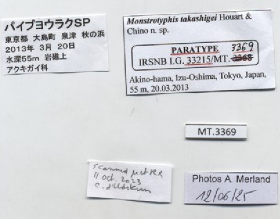 BE-RBINS-INV-MT-3369-Monstrotyphis-takashigei-pt-label.jpg BE-RBINS-INV-MT-3369-Monstrotyphis-takashigei-pt-label.jpg