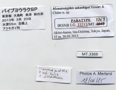 BE-RBINS-INV-MT-3369-Monstrotyphis-takashigei-pt-label.jpg