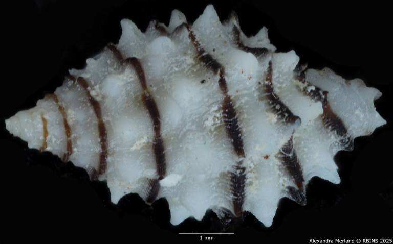 BE-RBINS-INV-MT-499-Morula-albanigra-ht-D.jpg BE-RBINS-INV-MT-499-Morula-albanigra-ht-D.jpg