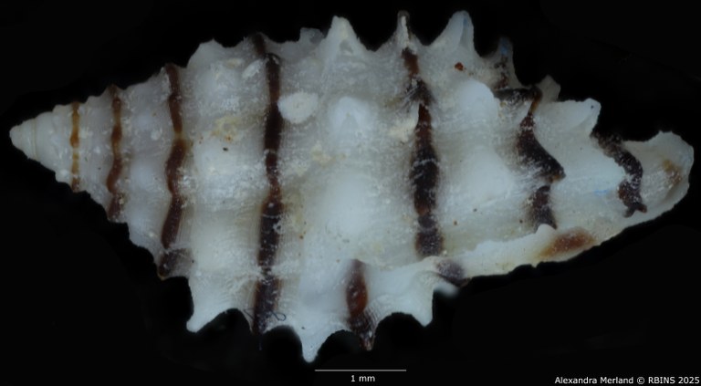 BE-RBINS-INV-MT-499-Morula-albanigra-ht-L.jpg BE-RBINS-INV-MT-499-Morula-albanigra-ht-L.jpg