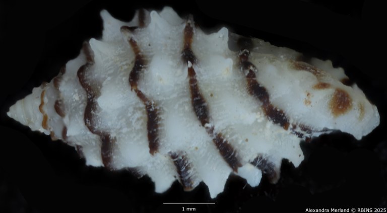 BE-RBINS-INV-MT-499-Morula-albanigra-ht-L2.jpg BE-RBINS-INV-MT-499-Morula-albanigra-ht-L2.jpg