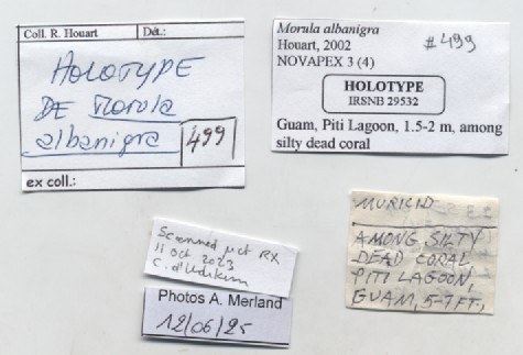 BE-RBINS-INV-MT-499-Morula-albanigra-ht-label.jpg BE-RBINS-INV-MT-499-Morula-albanigra-ht-label.jpg