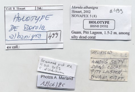 BE-RBINS-INV-MT-499-Morula-albanigra-ht-label.jpg