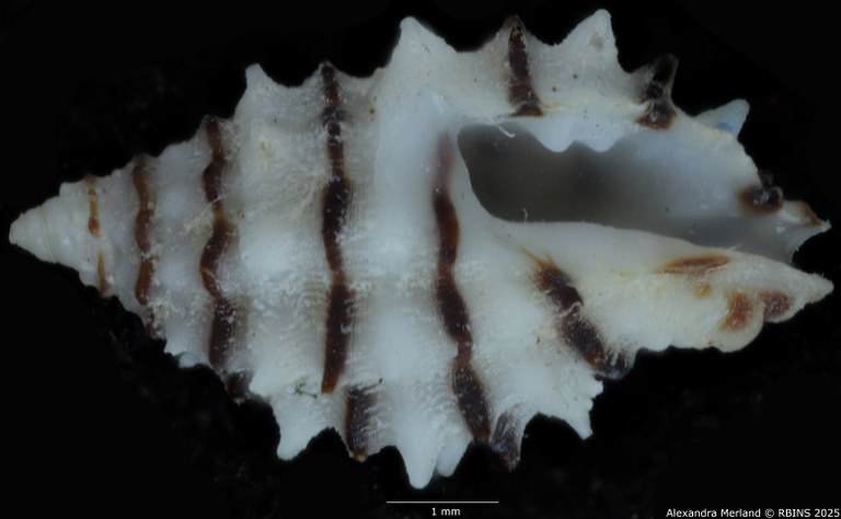 BE-RBINS-INV-MT-499-Morula-albanigra-ht-V.jpg BE-RBINS-INV-MT-499-Morula-albanigra-ht-V.jpg