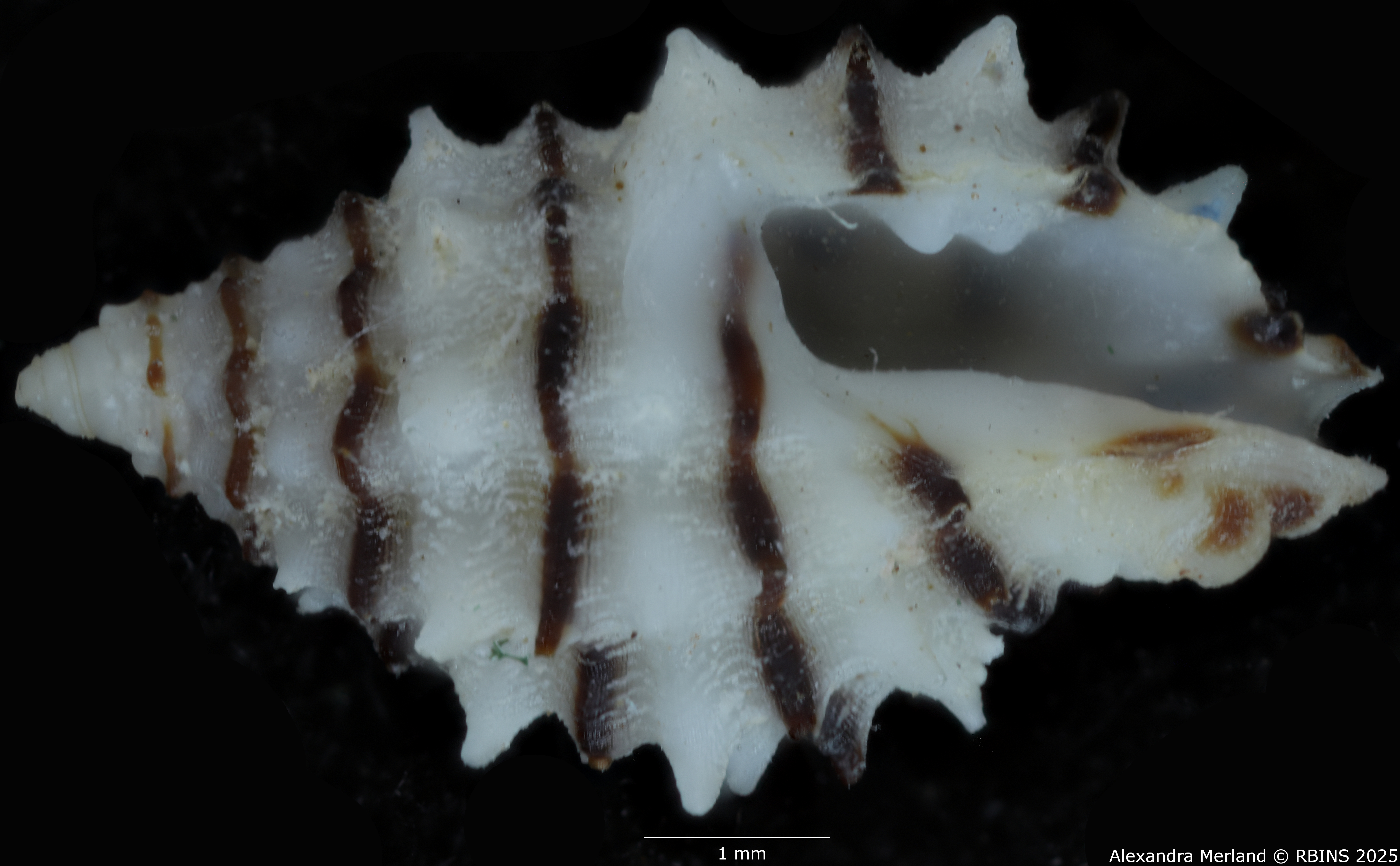 BE-RBINS-INV-MT-499-Morula-albanigra-ht-V.jpg