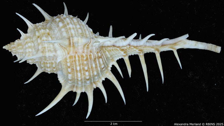 BE-RBINS-INV-MT-2254-Murex-forskoehlii-mediterranea-ht-D.jpg BE-RBINS-INV-MT-2254-Murex-forskoehlii-mediterranea-ht-D.jpg