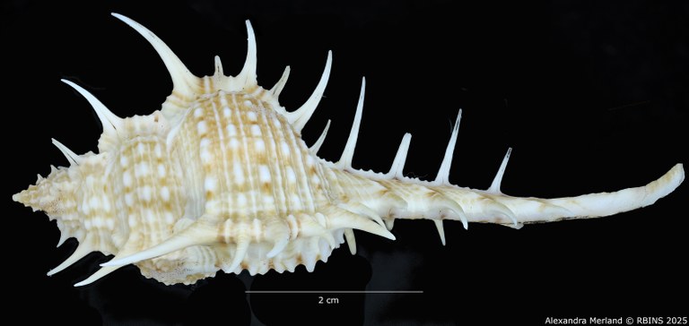 BE-RBINS-INV-MT-2254-Murex-forskoehlii-mediterranea-ht-L.jpg BE-RBINS-INV-MT-2254-Murex-forskoehlii-mediterranea-ht-L.jpg
