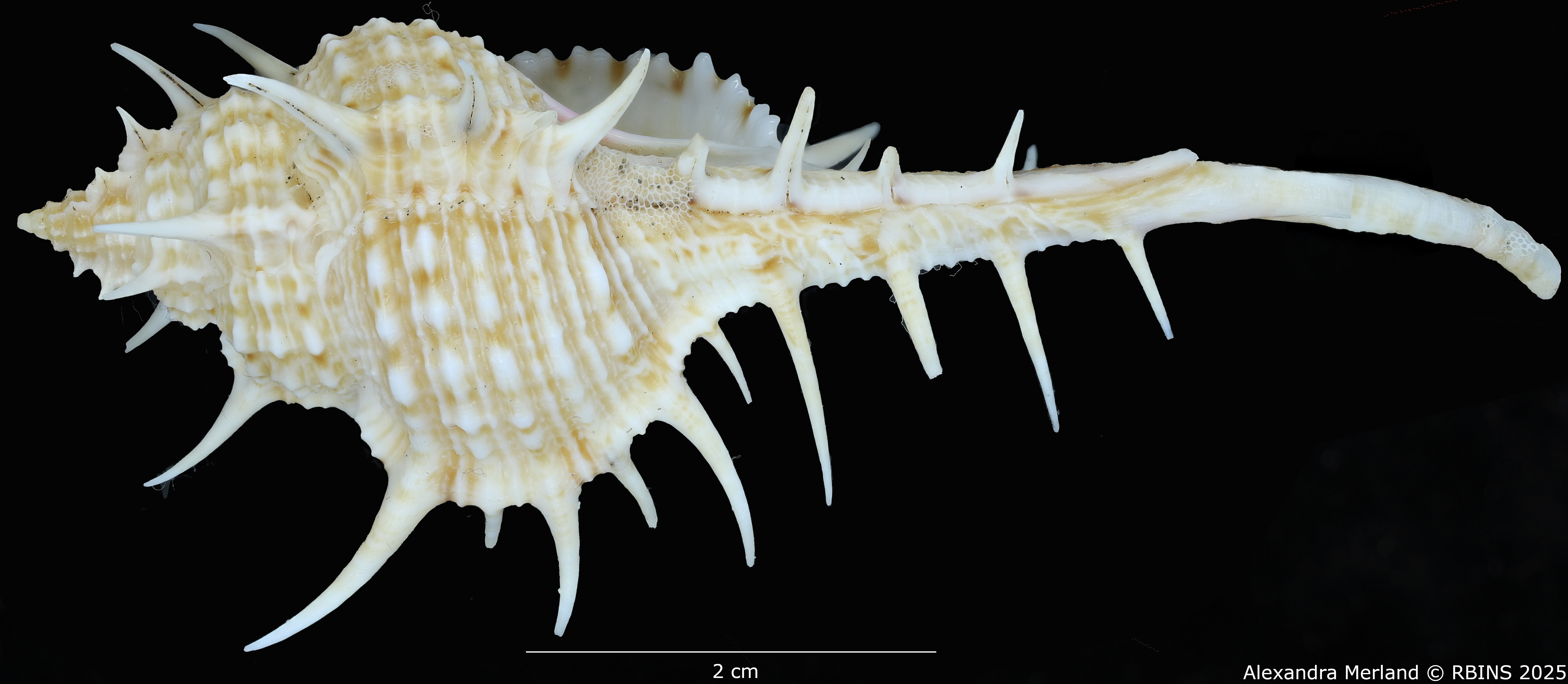 BE-RBINS-INV-MT-2254-Murex-forskoehlii-mediterranea-ht-L2.jpg