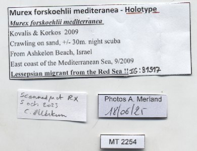 BE-RBINS-INV-MT-2254-Murex-forskoehlii-mediterranea-ht-label.jpg BE-RBINS-INV-MT-2254-Murex-forskoehlii-mediterranea-ht-label.jpg