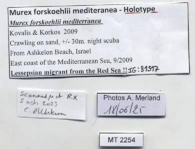 BE-RBINS-INV-MT-2254-Murex-forskoehlii-mediterranea-ht-label.jpg