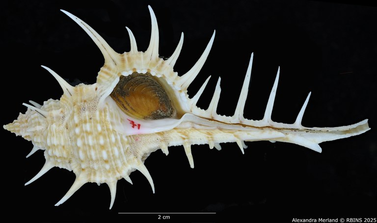 BE-RBINS-INV-MT-2254-Murex-forskoehlii-mediterranea-ht-V.jpg BE-RBINS-INV-MT-2254-Murex-forskoehlii-mediterranea-ht-V.jpg