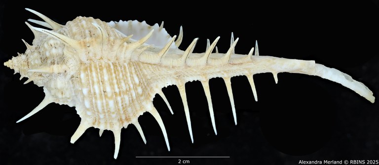 BE-RBINS-INV-MT-2253-Murex-forskoehlii-mediterranea-pt-L2.jpg