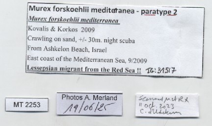 BE-RBINS-INV-MT-2253-Murex-forskoehlii-mediterranea-pt-label.jpg