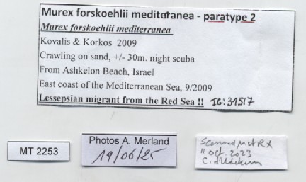 BE-RBINS-INV-MT-2253-Murex-forskoehlii-mediterranea-pt-label.jpg