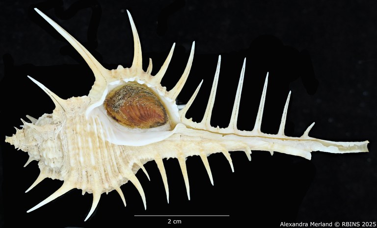 BE-RBINS-INV-MT-2253-Murex-forskoehlii-mediterranea-pt-V.jpg