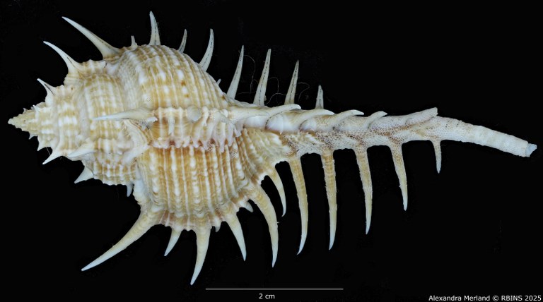 BE-RBINS-INV-MT-2252-Murex-forskoehlii-mediterranea-pt-D.jpg BE-RBINS-INV-MT-2252-Murex-forskoehlii-mediterranea-pt-D.jpg
