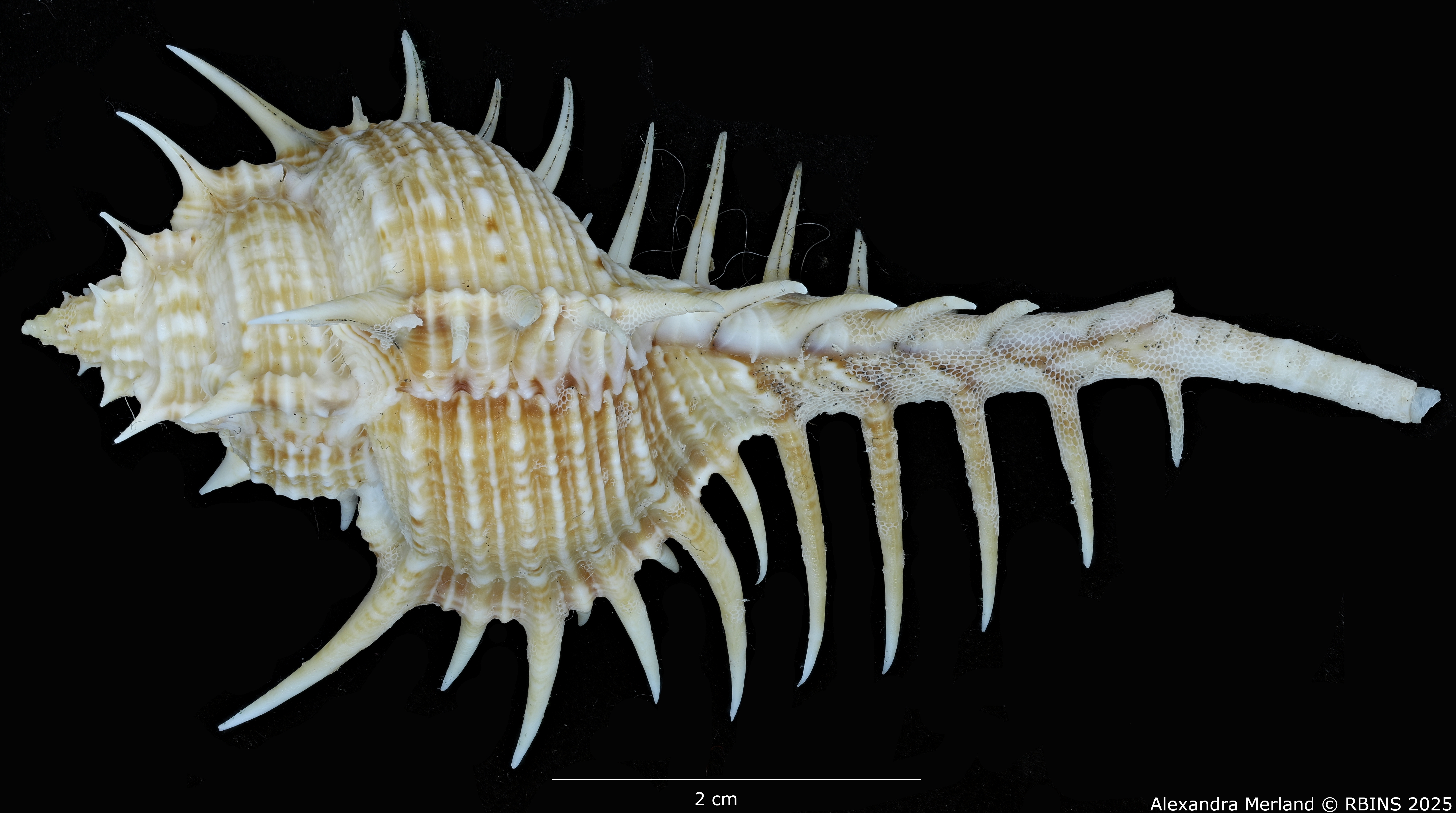 BE-RBINS-INV-MT-2252-Murex-forskoehlii-mediterranea-pt-D.jpg