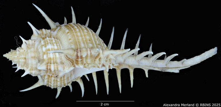 BE-RBINS-INV-MT-2252-Murex-forskoehlii-mediterranea-pt-L.jpg BE-RBINS-INV-MT-2252-Murex-forskoehlii-mediterranea-pt-L.jpg