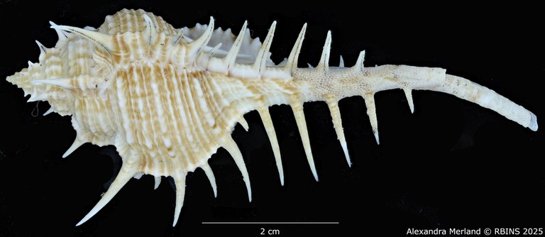 BE-RBINS-INV-MT-2252-Murex-forskoehlii-mediterranea-pt-L2.jpg BE-RBINS-INV-MT-2252-Murex-forskoehlii-mediterranea-pt-L2.jpg