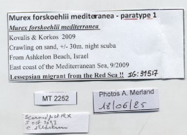 BE-RBINS-INV-MT-2252-Murex-forskoehlii-mediterranea-pt-label.jpg BE-RBINS-INV-MT-2252-Murex-forskoehlii-mediterranea-pt-label.jpg