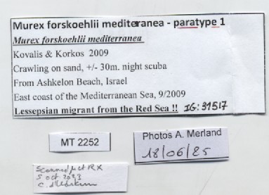 BE-RBINS-INV-MT-2252-Murex-forskoehlii-mediterranea-pt-label.jpg