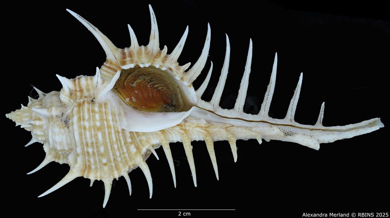 BE-RBINS-INV-MT-2252-Murex-forskoehlii-mediterranea-pt-V.jpg BE-RBINS-INV-MT-2252-Murex-forskoehlii-mediterranea-pt-V.jpg