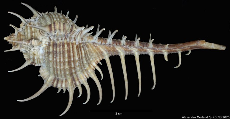 BE-RBINS-INV-MT-491-Murex-hystricosus-ht-D.jpg