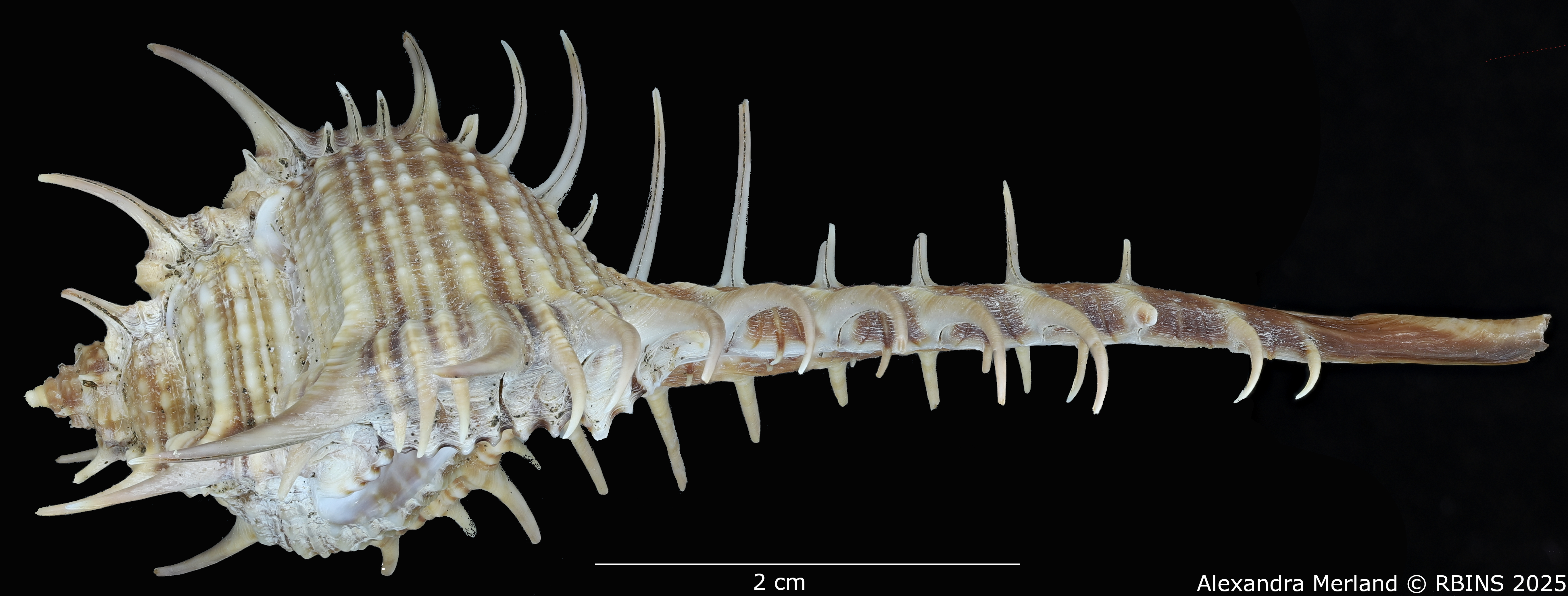 BE-RBINS-INV-MT-491-Murex-hystricosus-ht-L.jpg