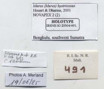 BE-RBINS-INV-MT-491-Murex-hystricosus-ht-label.jpg