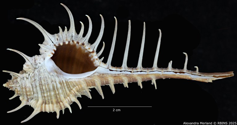 BE-RBINS-INV-MT-491-Murex-hystricosus-ht-V.jpg