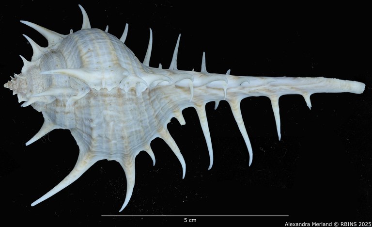 BE-RBINS-INV-MT-2304-Murex-(Murex)-echinodes-pt-D.jpg BE-RBINS-INV-MT-2304-Murex-(Murex)-echinodes-pt-D.jpg