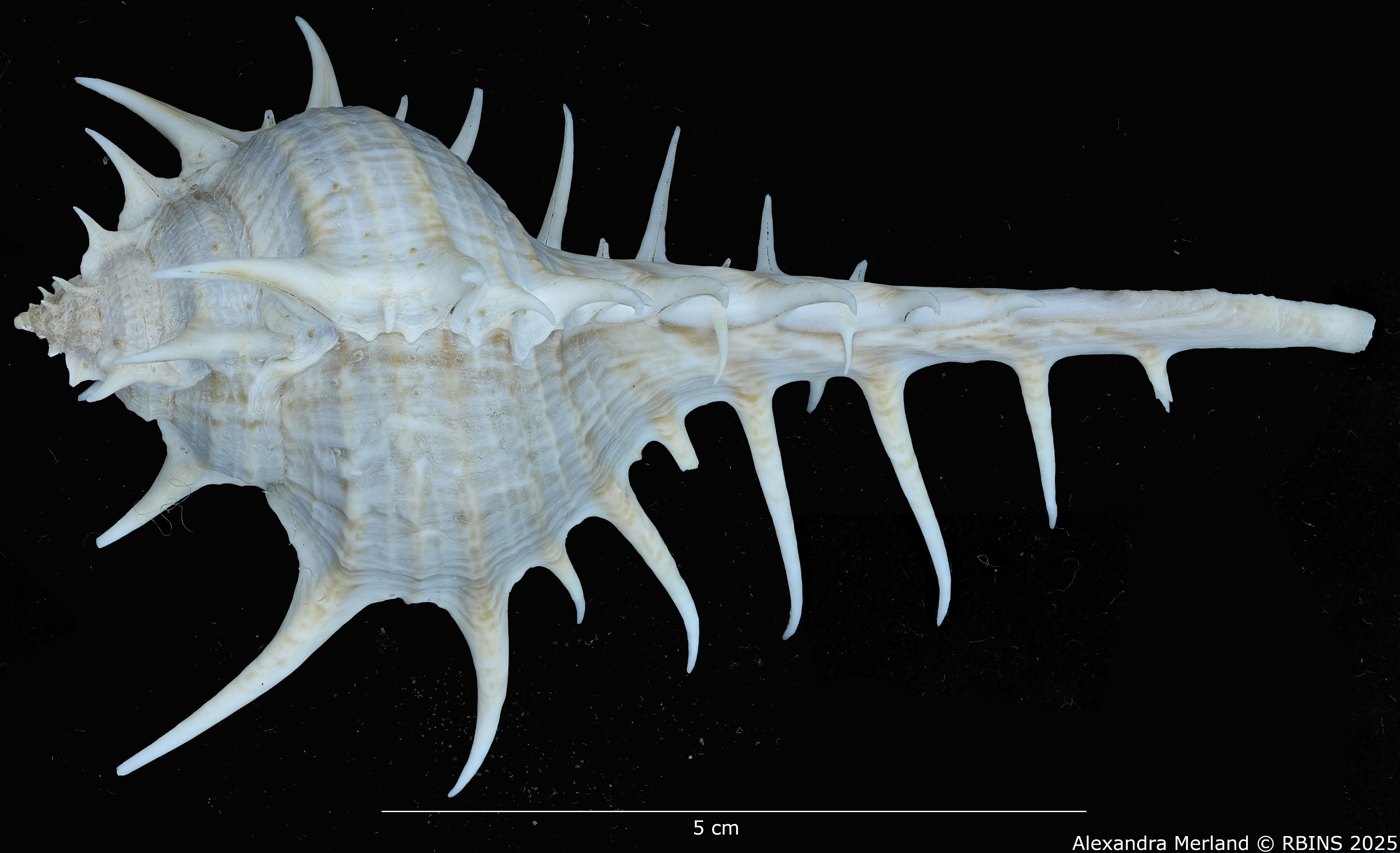 BE-RBINS-INV-MT-2304-Murex-(Murex)-echinodes-pt-D.jpg