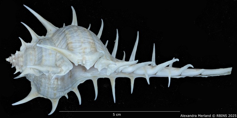 BE-RBINS-INV-MT-2304-Murex-(Murex)-echinodes-pt-L.jpg BE-RBINS-INV-MT-2304-Murex-(Murex)-echinodes-pt-L.jpg