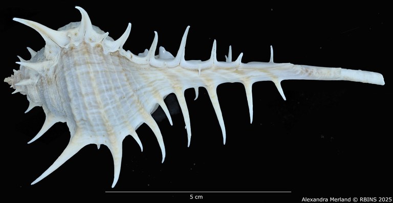 BE-RBINS-INV-MT-2304-Murex-(Murex)-echinodes-pt-L2.jpg BE-RBINS-INV-MT-2304-Murex-(Murex)-echinodes-pt-L2.jpg