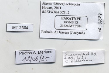 BE-RBINS-INV-MT-2304-Murex-(Murex)-echinodes-pt-label.jpg BE-RBINS-INV-MT-2304-Murex-(Murex)-echinodes-pt-label.jpg