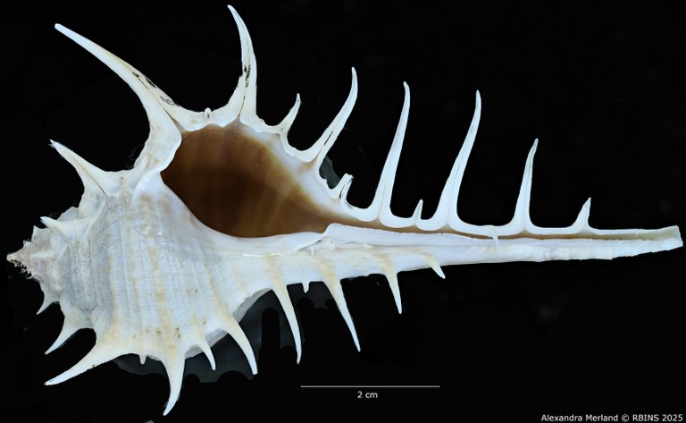 BE-RBINS-INV-MT-2304-Murex-(Murex)-echinodes-pt-V.jpg BE-RBINS-INV-MT-2304-Murex-(Murex)-echinodes-pt-V.jpg