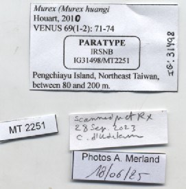 BE-RBINS-INV-MT-2251-Murex-(Murex)-huangi-pt-label.jpg BE-RBINS-INV-MT-2251-Murex-(Murex)-huangi-pt-label.jpg