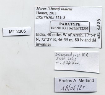 BE-RBINS-INV-MT-2305-Murex-(Murex)-indicus-pt-label.jpg