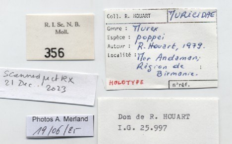 BE-RBINS-INV-MT-356-Murex-(Murex)-poppei-ht-label.jpg BE-RBINS-INV-MT-356-Murex-(Murex)-poppei-ht-label.jpg